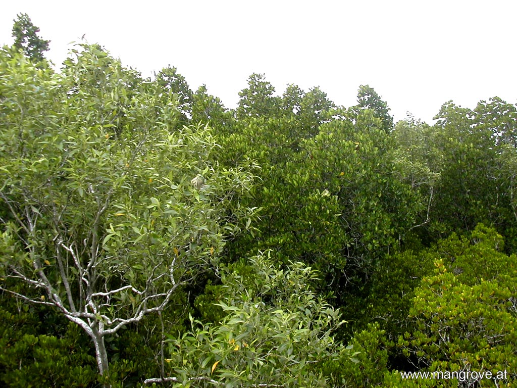 mangrove forests